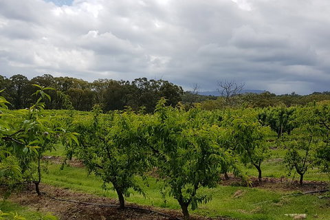 Day Tour Of Yarra Valley Puffing Billy And Rayners Orchard - Accommodation Gladstone 42