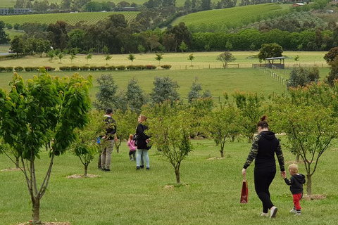 Day Tour Of Yarra Valley Puffing Billy And Rayners Orchard - Accommodation Gladstone 36