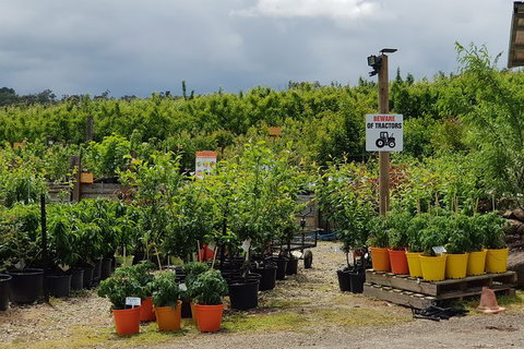 Day Tour Of Yarra Valley Puffing Billy And Rayners Orchard - Accommodation Gladstone 46