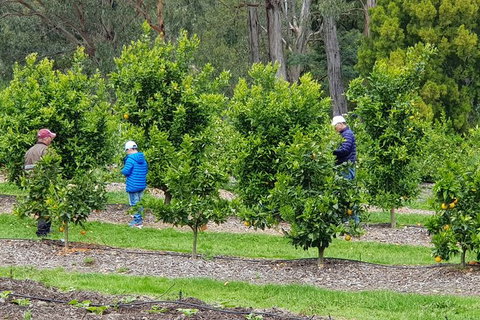 Day Tour Of Yarra Valley Puffing Billy And Rayners Orchard - Accommodation Gladstone 1
