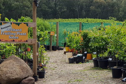Day Tour Of Yarra Valley Puffing Billy And Rayners Orchard - Accommodation Gladstone 22