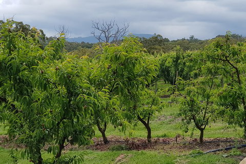 Day Tour Of Yarra Valley Puffing Billy And Rayners Orchard - Accommodation Gladstone 41