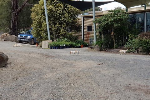 Day Tour Of Yarra Valley Puffing Billy And Rayners Orchard - Accommodation Gladstone 26