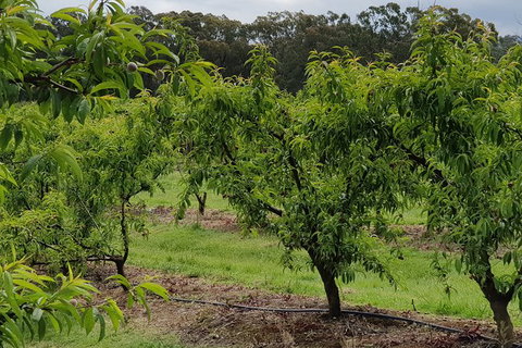 Day Tour Of Yarra Valley Puffing Billy And Rayners Orchard - Accommodation Gladstone 49