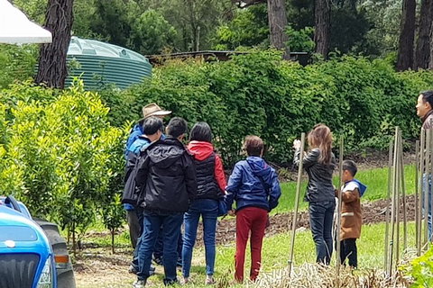 Day Tour Of Yarra Valley Puffing Billy And Rayners Orchard - Accommodation Gladstone 16