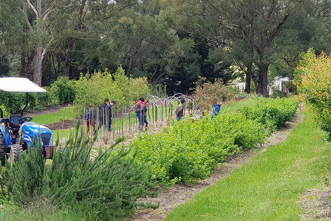 Day Tour Of Yarra Valley Puffing Billy And Rayners Orchard - Accommodation Gladstone 29
