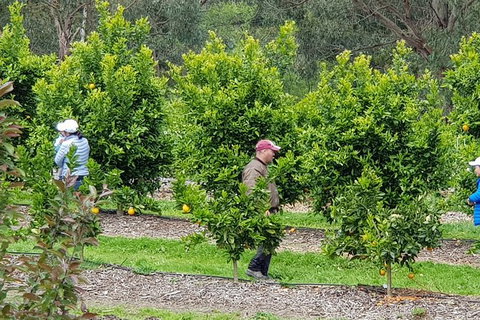 Day Tour Of Yarra Valley Puffing Billy And Rayners Orchard - Accommodation Gladstone 34