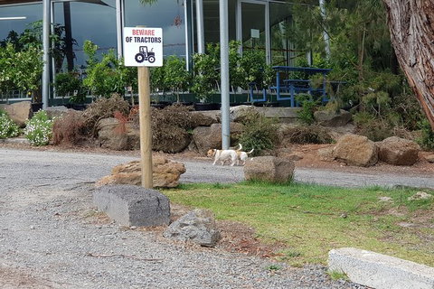 Day Tour Of Yarra Valley Puffing Billy And Rayners Orchard - Accommodation Gladstone 2