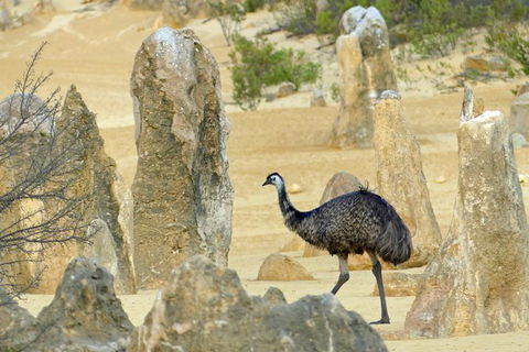 Private, Luxury Pinnacles Tour: Stargazing, Sand-boarding & Sightseeing - Accommodation Gladstone 8