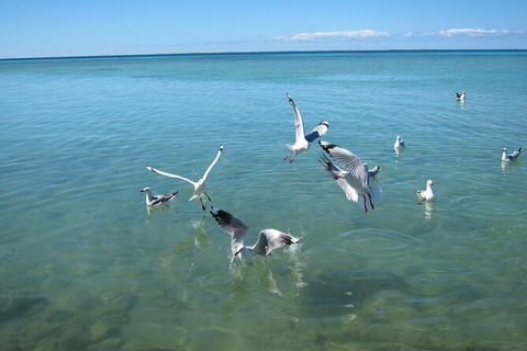 Pink Lake + Abrolhos Islands Nature Tour - Accommodation Gladstone 4