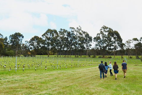 Organic Vineyard/Farm Tour - Accommodation Gladstone 7