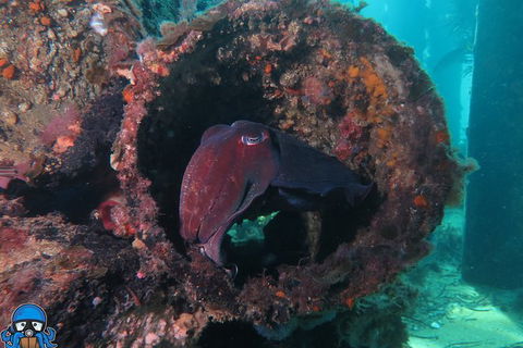 PADI Open Water Course - Accommodation Gladstone 1