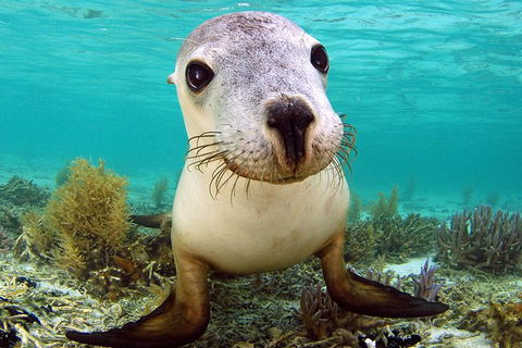 Abrolhos Islands 5 Day Tours - Accommodation Gladstone 6