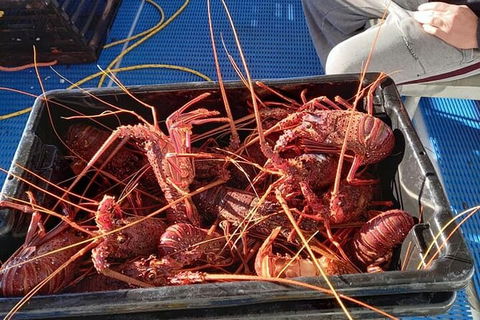 Lobster Fishing Tour At Geraldton - Accommodation Gladstone 6