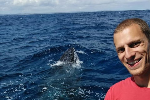 Whale Watching Boat Tour In Geraldton - Accommodation Gladstone 2