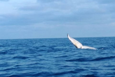 Whale Watching Boat Tour In Geraldton - Accommodation Gladstone 0