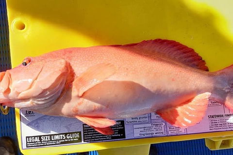 Geraldton Fishing Charter - Accommodation Gladstone 13
