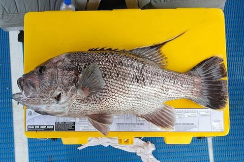 Abrolhos Islands Fishing Charter - Accommodation Gladstone 2