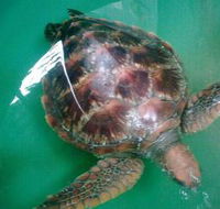 Australian Seabird Rescue - Accommodation Gladstone