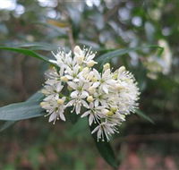 Booderee National Park - Accommodation Gladstone