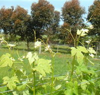 Barwon Ridge Wines - Accommodation Gladstone