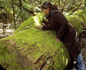Washpool National Park - Washpool Walk - Accommodation Gladstone 0