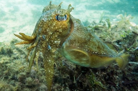 Busselton Jetty & Underwater Observatory Tour - Accommodation Gladstone 4