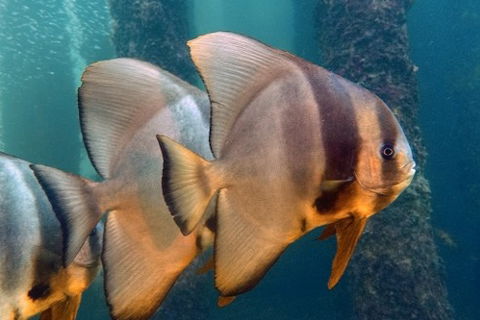 Busselton Jetty & Underwater Observatory Tour - Accommodation Gladstone 5
