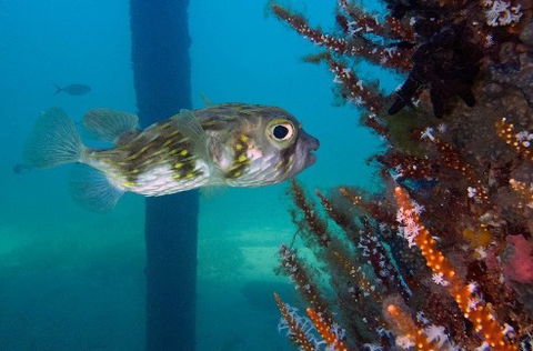 Busselton Jetty & Underwater Observatory Tour - Accommodation Gladstone 6