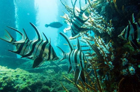 Busselton Jetty & Underwater Observatory Tour - Accommodation Gladstone 8
