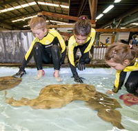 Australian Shark and Ray Centre - Accommodation Gladstone