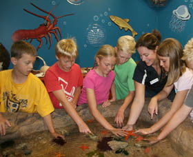 Naturaliste Marine Discovery Centre - Accommodation Gladstone 0