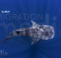Migration Media - Accommodation Gladstone