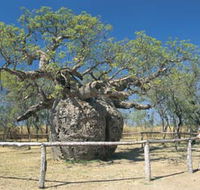 Boab Prison Tree - Accommodation Gladstone
