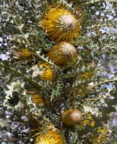 Woylie Walk, Dryandra Woodland - Accommodation Gladstone 0