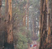 Beedelup National Park - Accommodation Gladstone