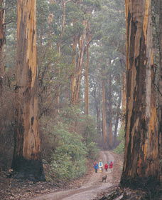 Beedelup National Park - Accommodation Gladstone 0