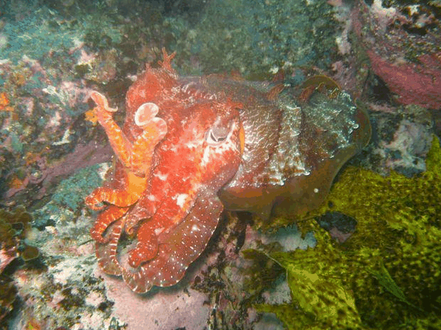 Jervis Bay Dive Charters - Accommodation Gladstone 0