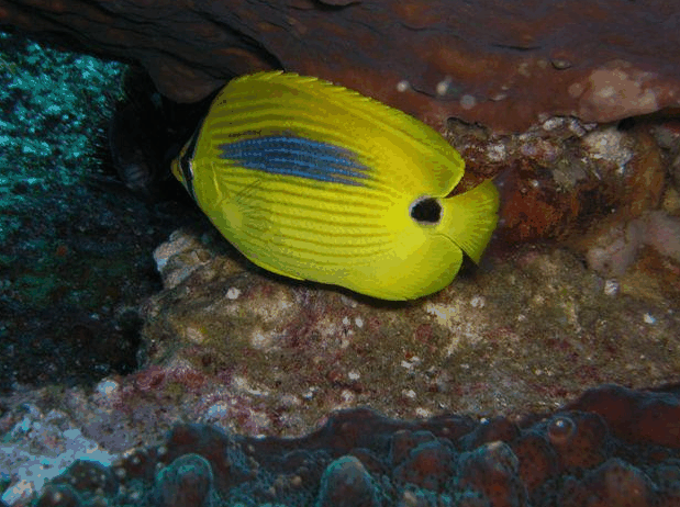 Jervis Bay Dive Charters - Accommodation Gladstone 1