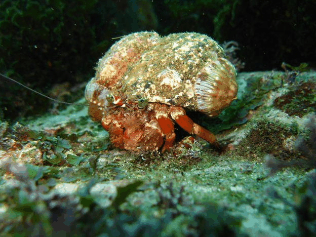 Jervis Bay Dive Charters - Accommodation Gladstone 2