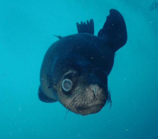 Jervis Bay Dive Charters - Accommodation Gladstone 3