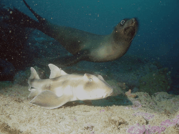 Jervis Bay Dive Charters - Accommodation Gladstone 4