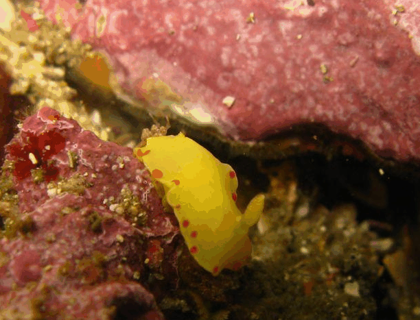 Jervis Bay Dive Charters - Accommodation Gladstone 5