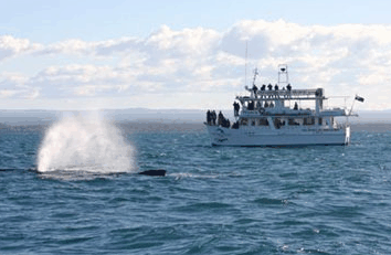 Dolphin Watch Cruises - Accommodation Gladstone 0
