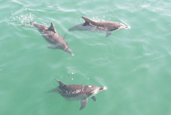 Dolphin Watch Cruises - Accommodation Gladstone 1