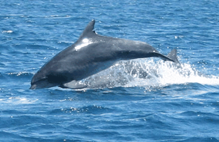 Dolphin Watch Cruises - Accommodation Gladstone 3