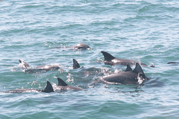 Dolphin Watch Cruises - Accommodation Gladstone 4