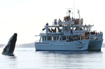 Dolphin Watch Cruises - Accommodation Gladstone 6