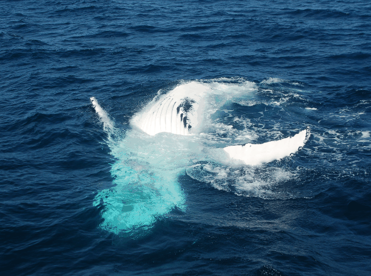 Dolphin Wild Cruises - Accommodation Gladstone