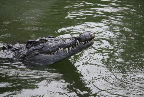 Daintree River Cruise Centre - Accommodation Gladstone 1